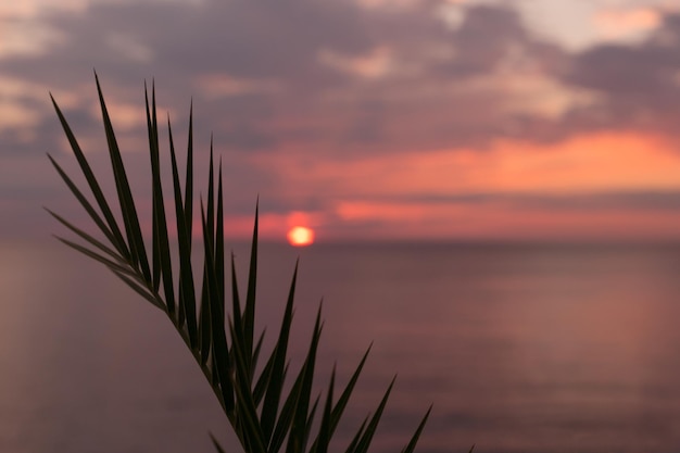 ヤシの葉を通して海に沈む熱帯のピンクの夕日は、背景をぼかします