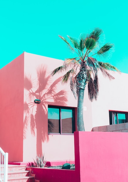 Vibrazioni rosa tropicali. palma di vaniglia isole canarie. design in colori pastello