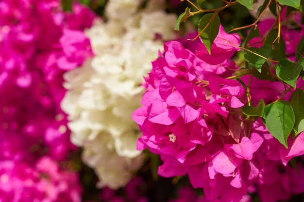 Tropical pink and white flowers on bushes in the rays of light
