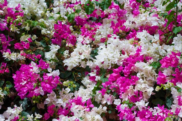 Tropical pink and white flowers on bushes in the rays of light