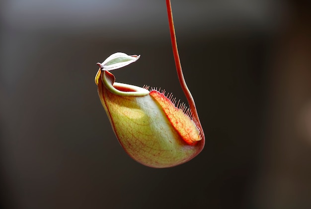 Foto la pianta carnivora tropicale