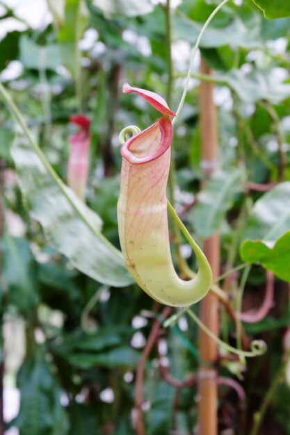 写真 トロピカル・ピッチャー・プラントとモンキー・カップ (nepenthes selective focus)