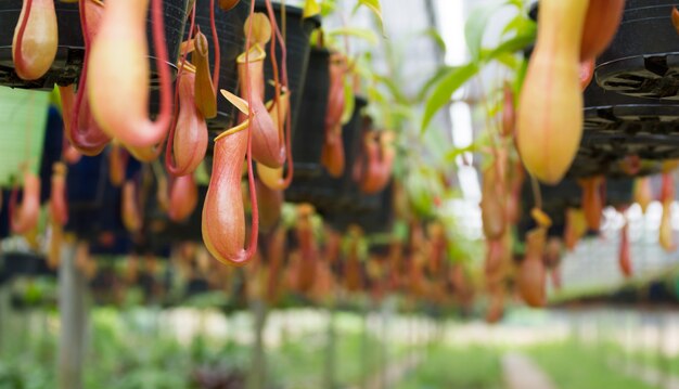 Tropical pitcher plants  in garden.