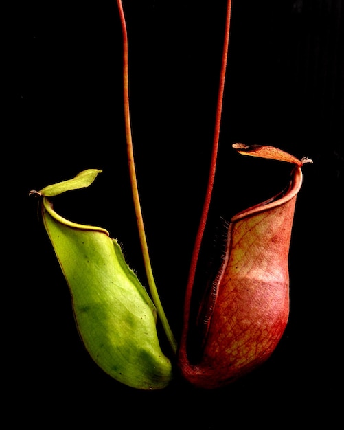 Tropical pitcher plants