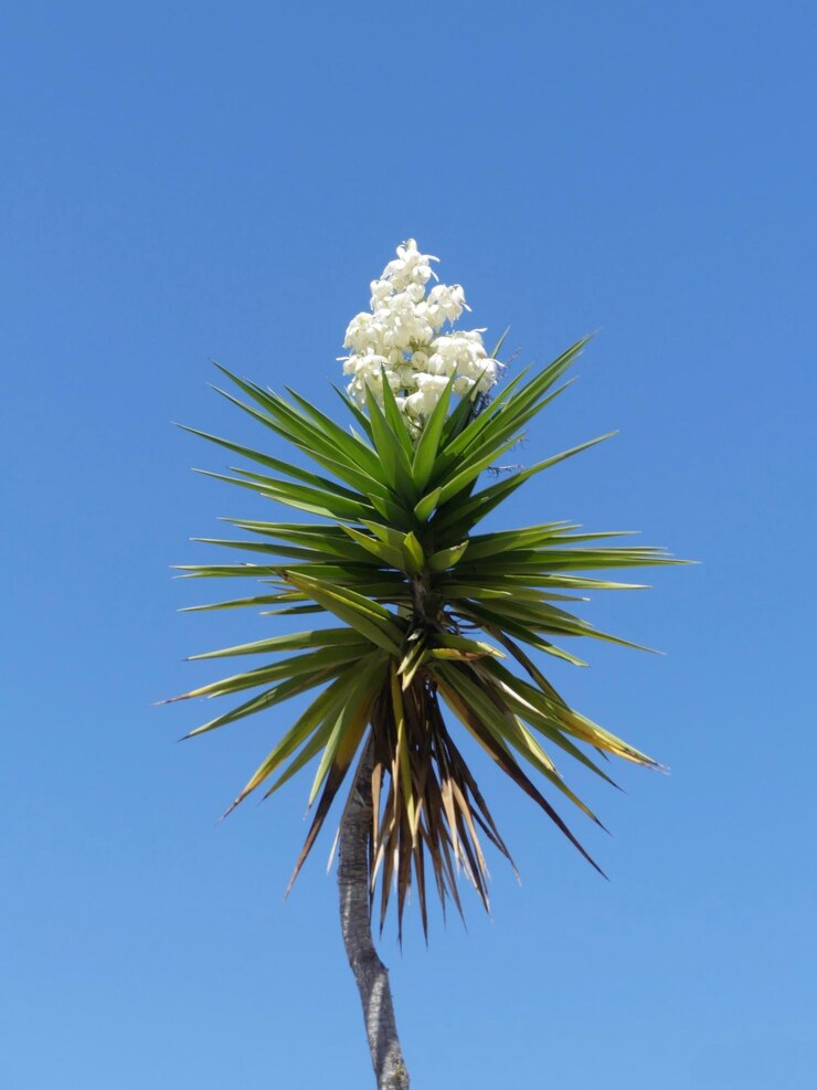 Pachypodium lamerei
