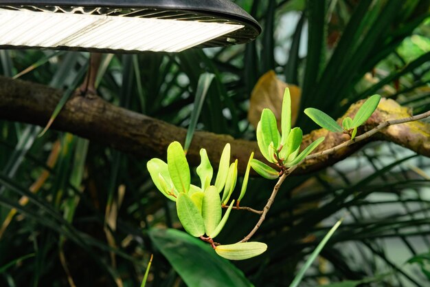 Photo tropical plant under artificial lighting with a phytolamp in a greenhouse