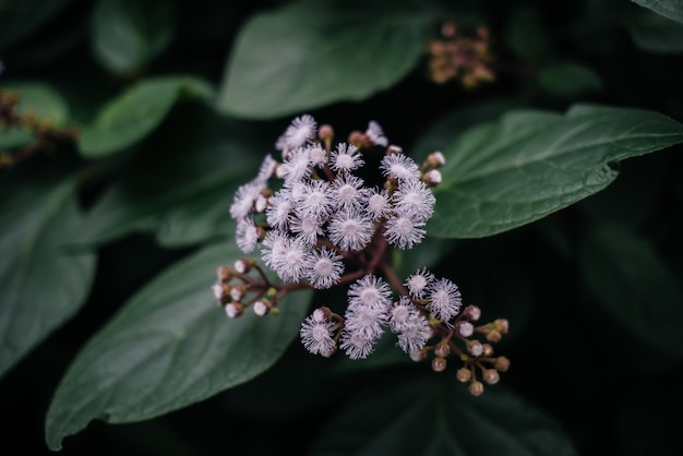 熱帯植物がジャングルの密な茂みの中でクローズアップします。熱帯