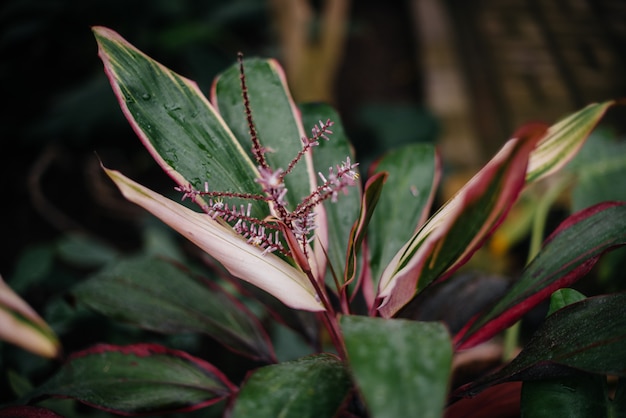 Photo a tropical plant close up in the dense thickets of the jungle. tropics