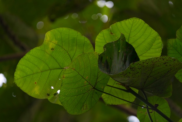 tropical plant and flower in the forest of deep