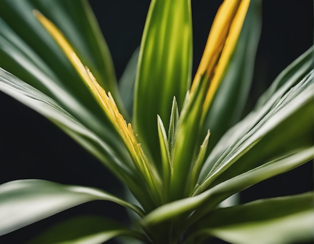 tropical plant green leavestropical plant green leavesbeautiful green leaves of a tropical plant