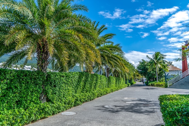 Photo tropical plant green palm tree