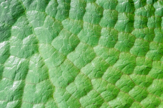 열 대 식물 잎 클로즈업입니다. 자연 녹색 배경