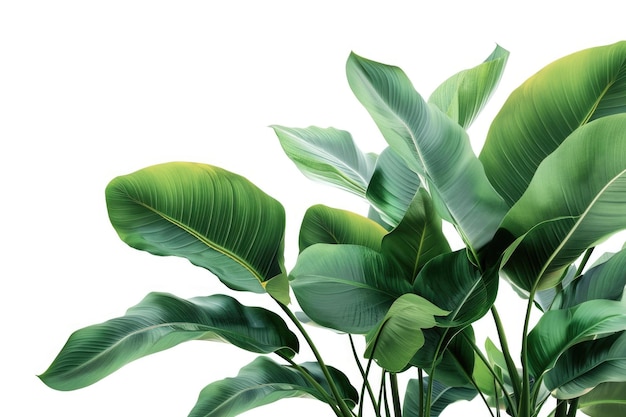 Tropical plant leaves create indoor garden backdrop