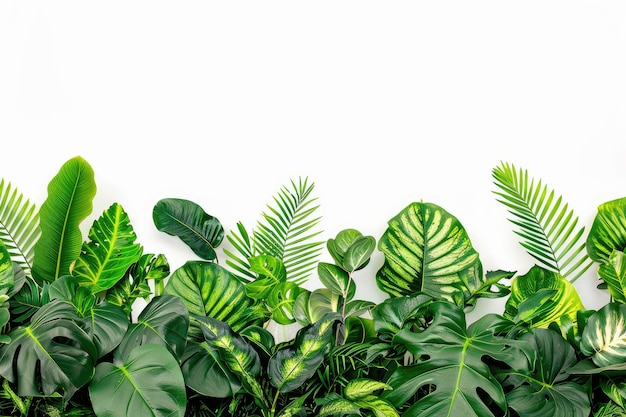 tropical plant leaves in indoor floral arrangement on white backdrop