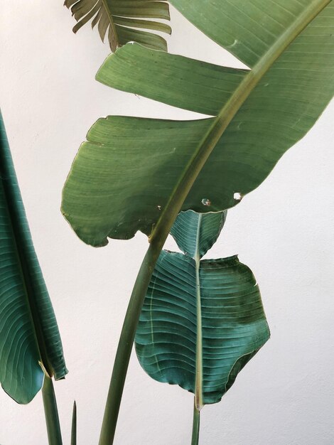 Photo tropical plant palm leaf close up