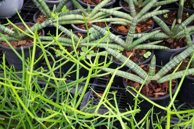 Tropical plant pot sale in green market, stock photo