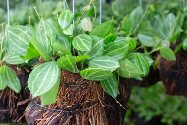 Tropical plant pot sale in green market, stock photo