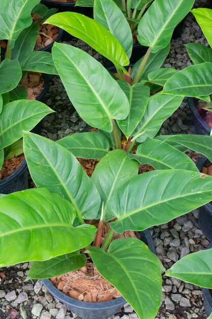 Tropical plant pot sale in green market, stock photo