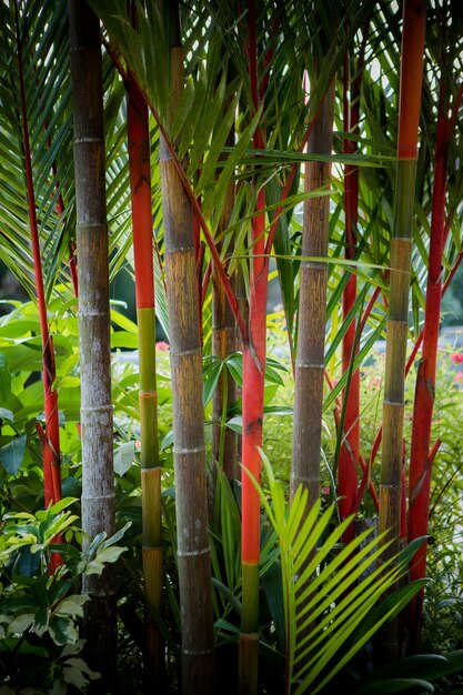 赤いヤシ園の熱帯植物