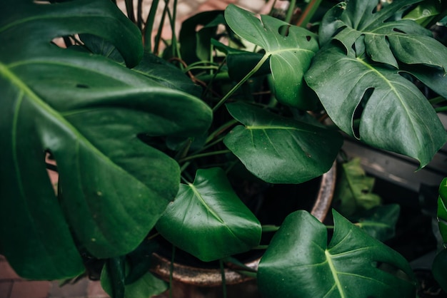 熱帯の植物の壁の背景にモンステラの葉が付いている 茂った緑の葉っぱ