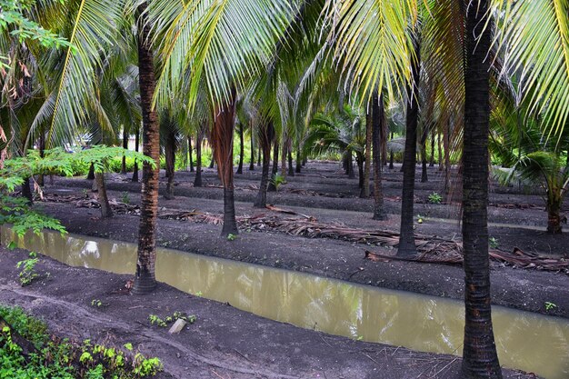 Foto alberi di piantagioni tropicali di bangkok, thailandia damnoen saduak vedute da elephant tour asia.