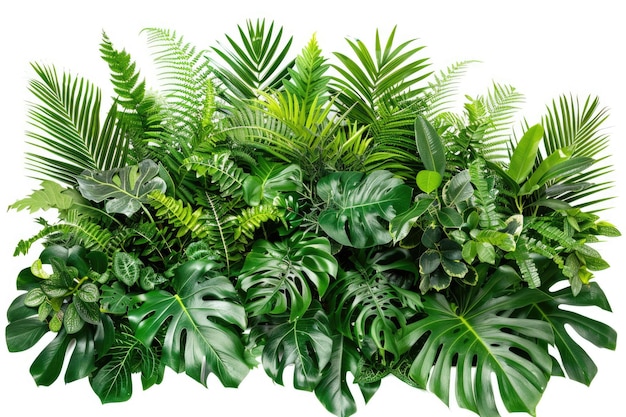 Tropical plants arrangement on white background isolated with clipping path