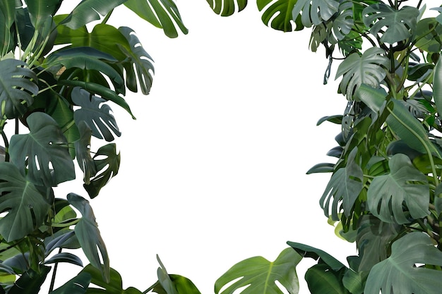 Tropical plants isolated on white background Botanical foreground Frame border with copy space in the middle Cut out graphic design element Realistic leaves 3D rendering