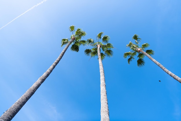 Tropical plants of palm trees on blue sky background with contrail and flying bird in summer, summer.