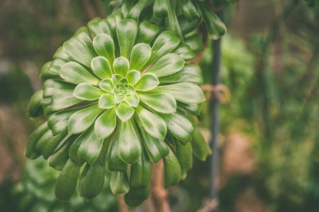 熱帯植物は花卉栽培の主題を多肉植物にします