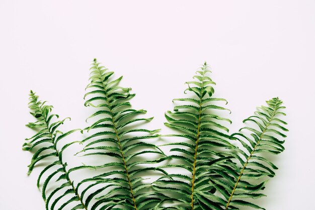 Tropical plants on white