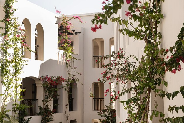 Tropical plants with beautiful red flowers and green leaves against beige building with sunlight shadows