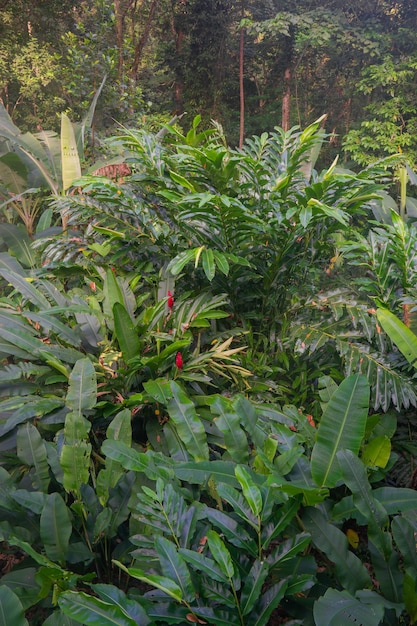 Tropical plants