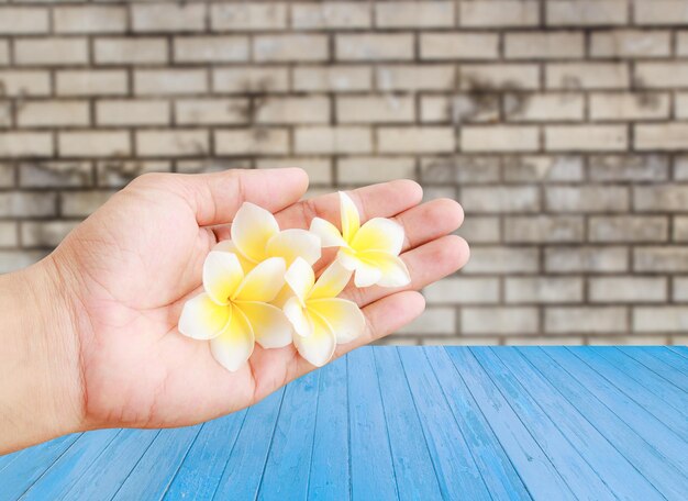 木製の背景を持つ手で熱帯のプルメリアの花