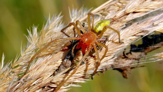 Photo the tropical poisonous spider is sitting on a branch