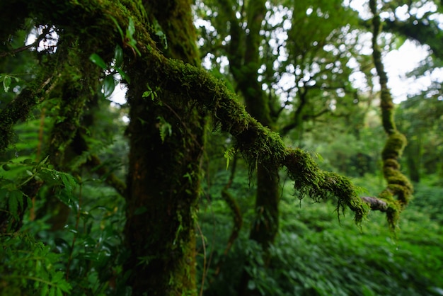 Tropical Rain Forest at Doi Inthanon National Park, Chiang Mai, Thailand