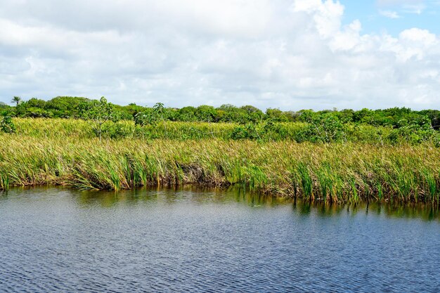 Tropical rain forest jungle in Brazil Wetland forest with river lush ferns and palms trees