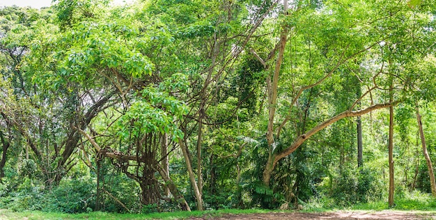 Tropical rain forest jungle in Thailand