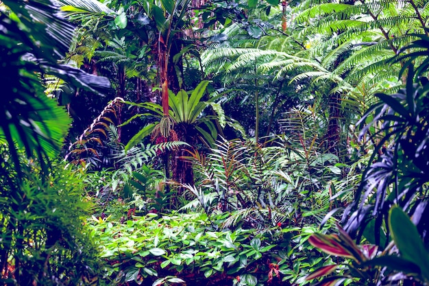 Tropical rain forest