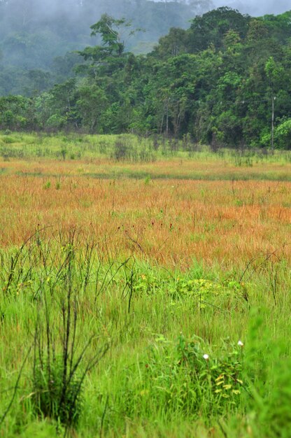 tropical rain forest