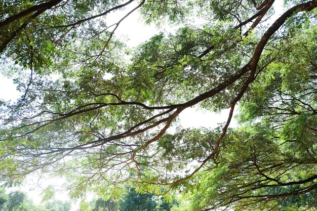 熱帯雨の木または東インド・ナッツの大きな枝 公園の影