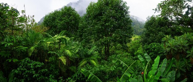 Tropical rainforest in Costa Rica