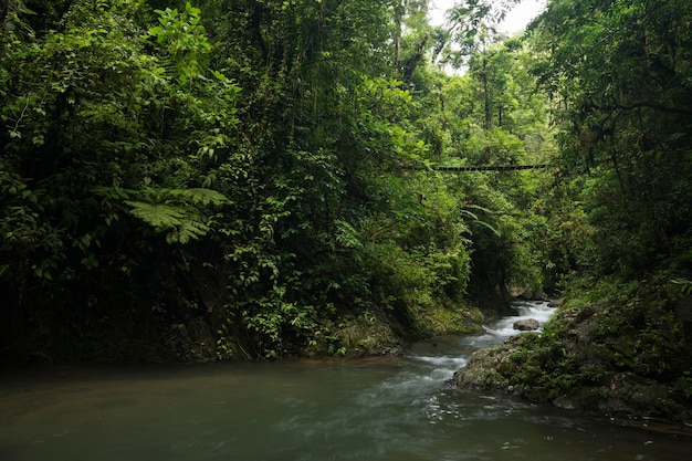 コスタリカの熱帯雨林