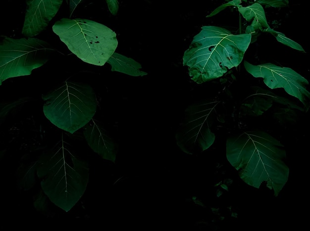 어두운 배경에 열대 우림 단풍 식물 덤불