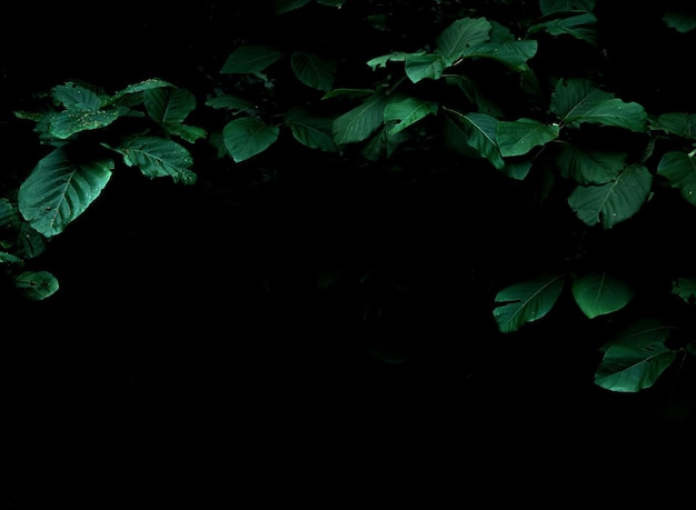 Tropical rainforest foliage plants bushes on dark background