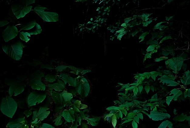 Tropical rainforest foliage plants bushes on dark background