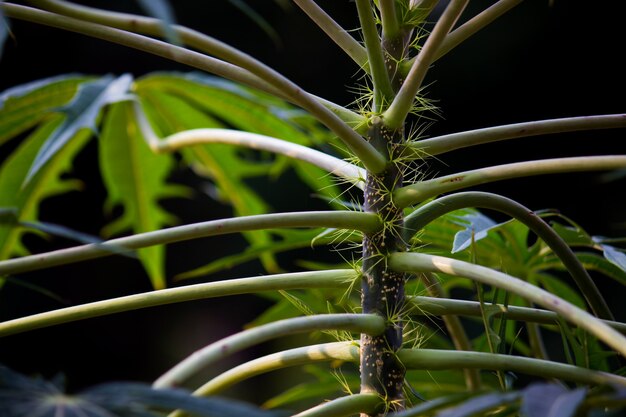 Fogliame tropicale della foresta pluviale piante cespugli felci foglie verdi filodendri e piante tropicali leav