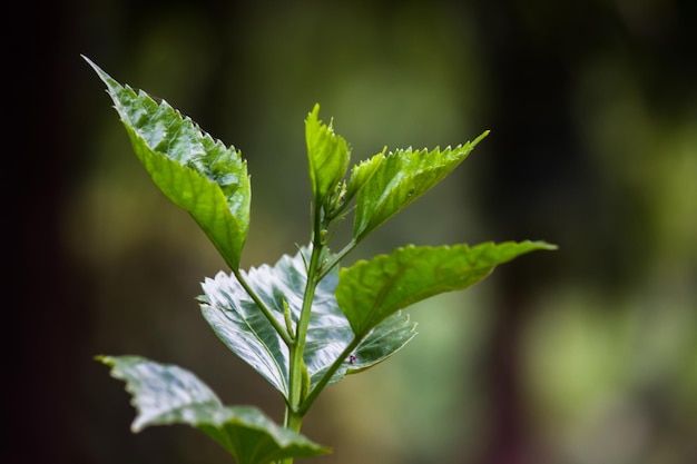 熱帯雨林の観葉植物は、トロピカルガーデンの緑の葉フィロデンドロンを茂みます