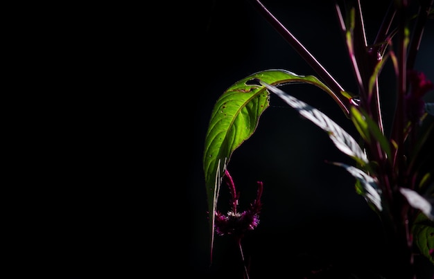 熱帯雨林の観葉植物は、トロピカルガーデンの緑の葉フィロデンドロンを茂みます