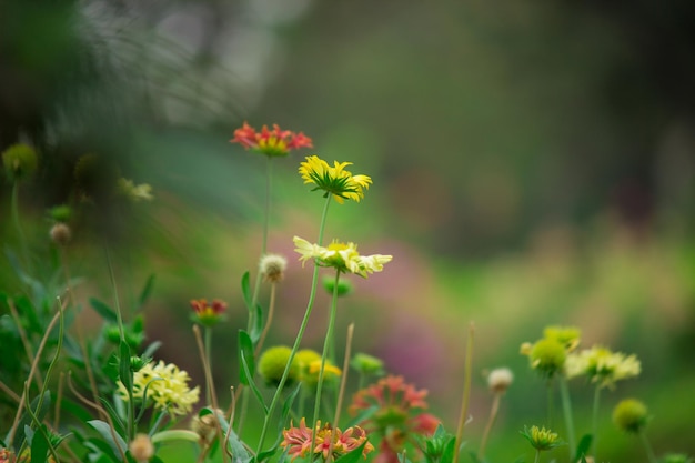 熱帯雨林の観葉植物は、トロピカルガーデンの緑の葉フィロデンドロンを茂みます