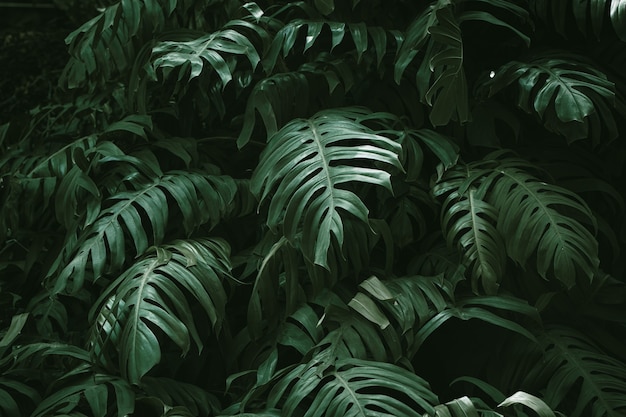 Photo tropical rainforest green leaves of monstera philodendron nature plant image for home decoration background wallpaper